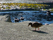 Beaver Lake, Stanley Park Vancouver, Canada