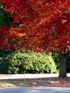 Et efterårstræ i Vancouver